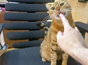 Intense play with a poor kitty who invites you 